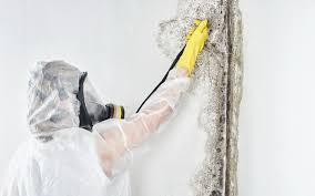 Best Dehumidification Services in Rushvle, IL